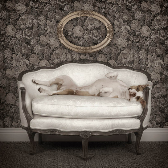 Sally on The Sofa, from the series of Re-Homed Dogs, "Canine Pal