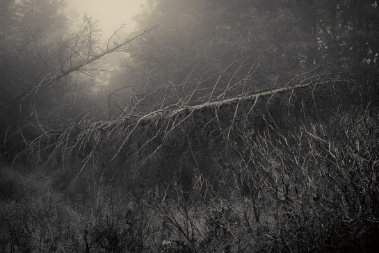 MUS32608 62617 juror