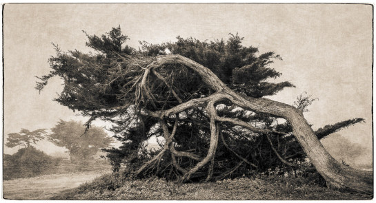 SCH55174 31519 juror