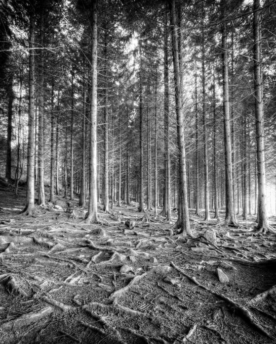 Agrons_Geoffrey_03Forest