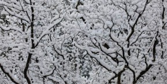 Stromee_Vicky_3WinterTrees2