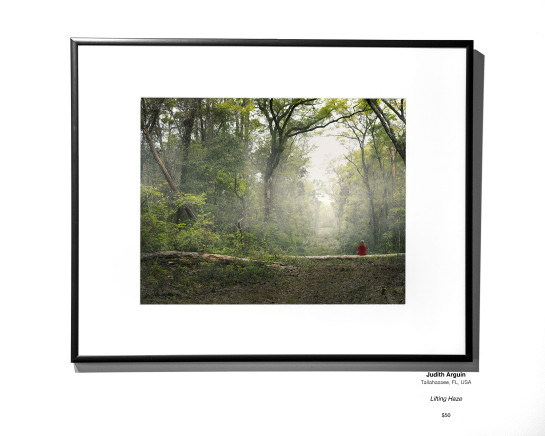 InPraiseOfTrees 2308 10