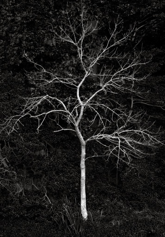 ilachinski_andrew_fractal_dignity