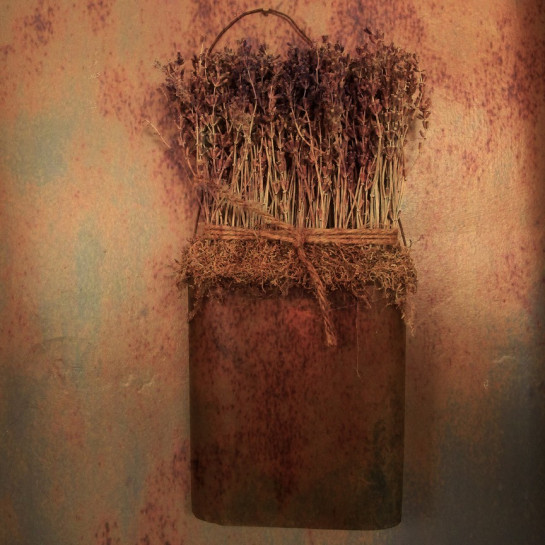 Griffith_Susan_1DriedLavender