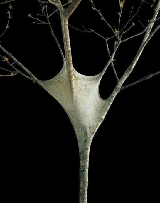 DiTosti_Roy_3WebwormNestHabitat