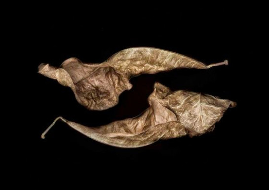 Russell_Don_4CrotonLeaves