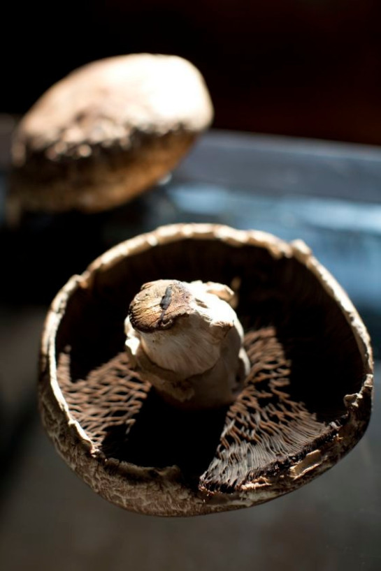 florek_karen_3mushroom