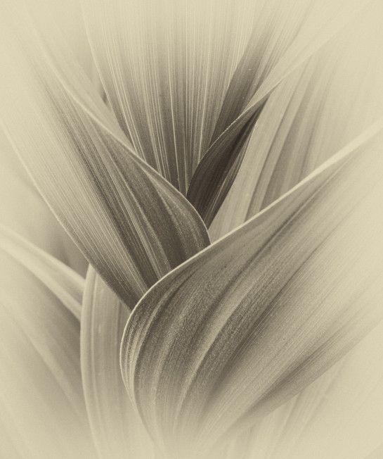 COO92602 76075 juror