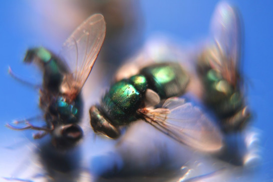 Bixby_Lon_2BrundleflyReunion025