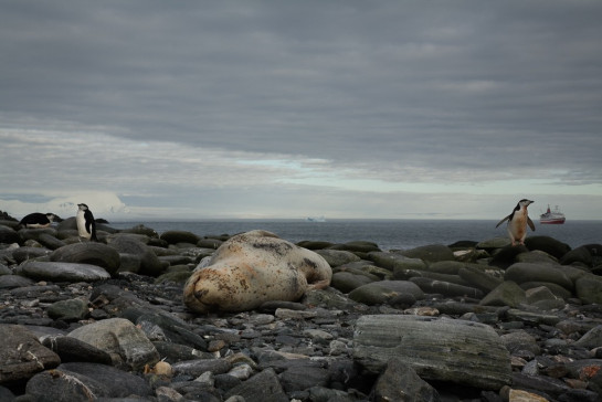 Brown_Joan_Lobis_2Antarctica_No_Snow