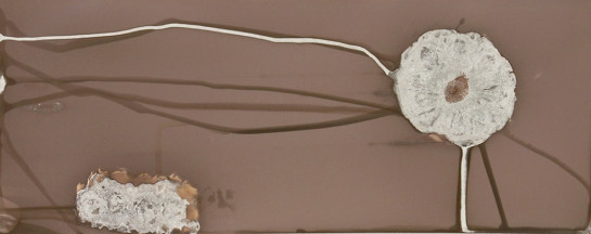 Roussel_Denis_2Pineapple