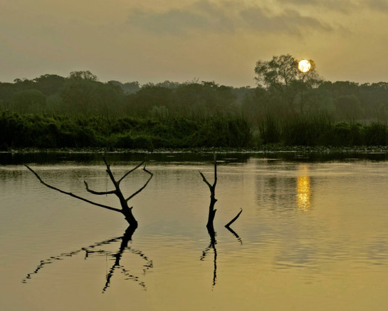 Lyon_Carol_1Dragonfly Dawn