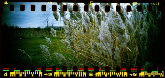 Wade_CaraLee_2Midwes#2A9F98