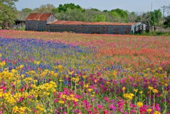 Serur_Carol_2_Wildflower_Explosion1