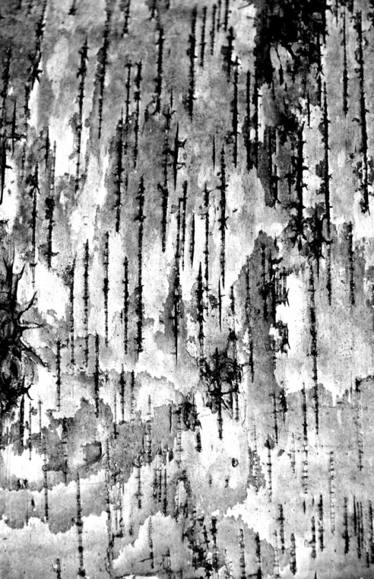 FractalScapes - Birch Bark