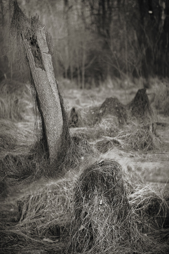 AGR01391 27794 juror