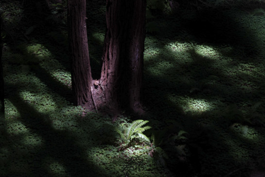 DWE89965 96591 juror