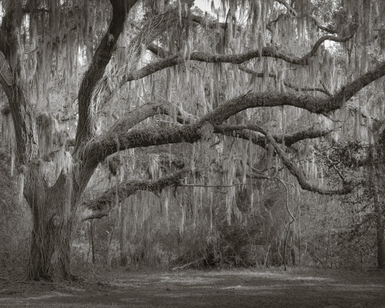 LOB96086 49835 juror2