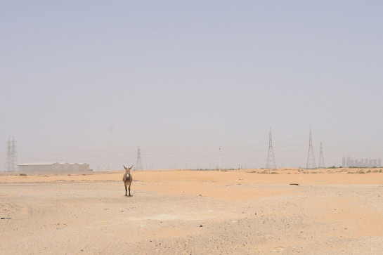 MIT74687_96813 - web