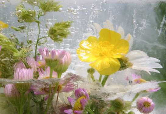 Cheney_Krista_4 Buttercup and daisy in ice