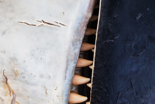 Grubb_George_5KillerWhale