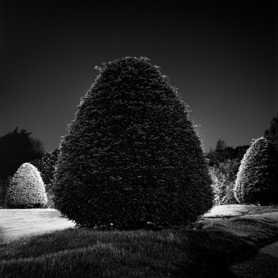 Vrublevska_Nora_1ConeShapedTree