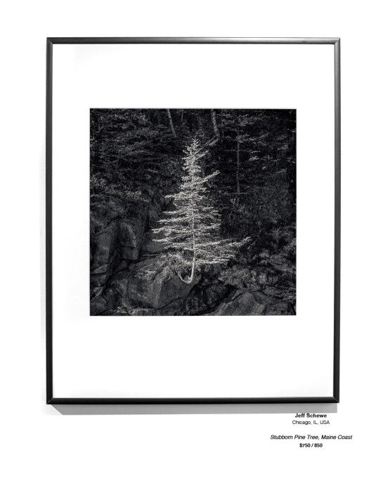 Trees Installation 06