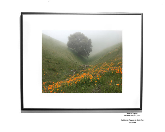 Trees Installation 12