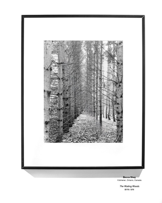 Trees Installation 20