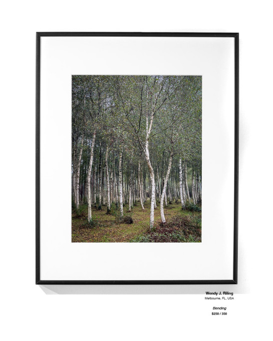 Trees Installation 24