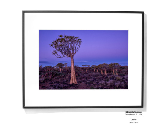 Trees Installation 27