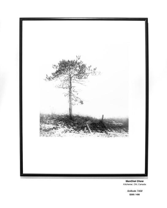 Trees Installation 28