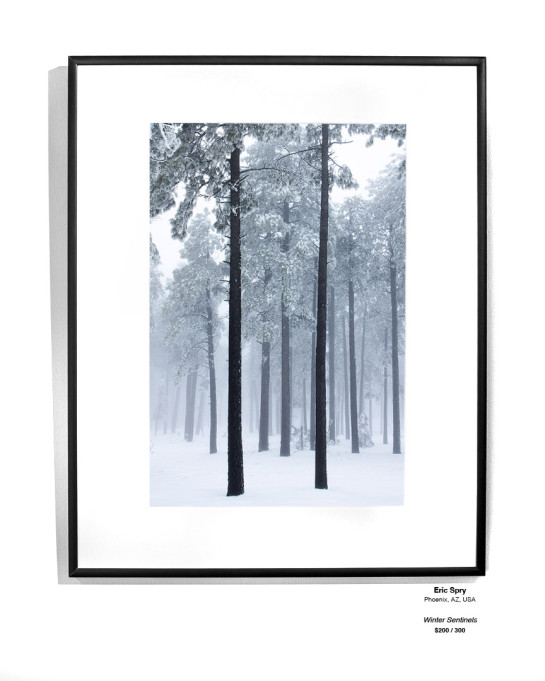 Trees Installation 32