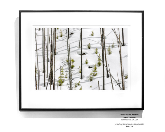 Trees Installation 35