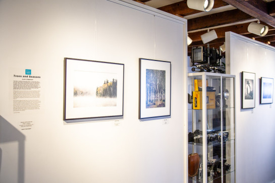 Trees Installation 49