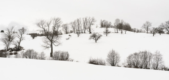 GOO95686 94385 juror