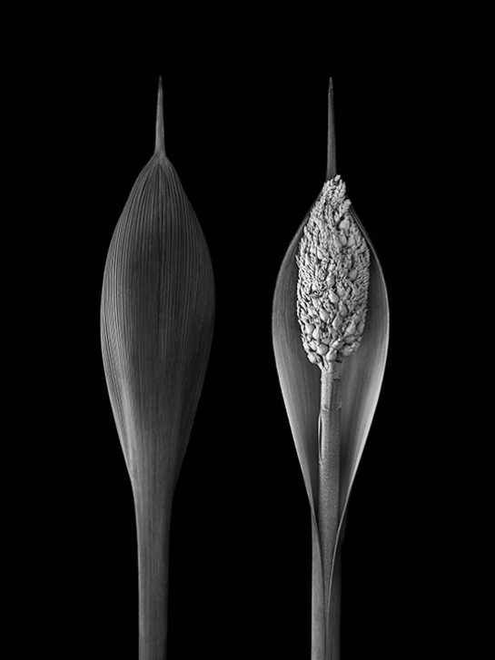 DOL62971_08588-web gallery