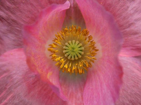 VIT13864_04033-web gallery